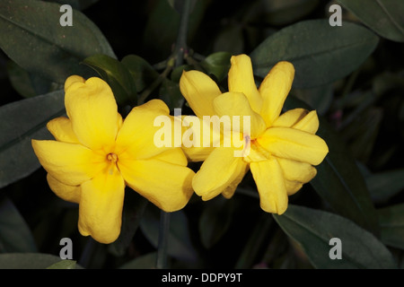 Close-up de fleurs de jasmin d'hiver - Jasminum nudiflorum - Oleaceae Banque D'Images