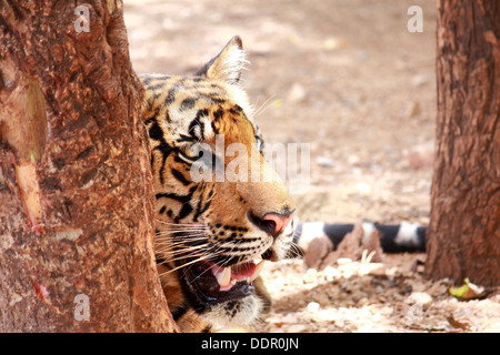 L'Awe tiger est couché derrière un arbre Banque D'Images