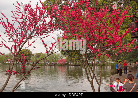 Les cerisiers en fleurs au printemps Banque D'Images