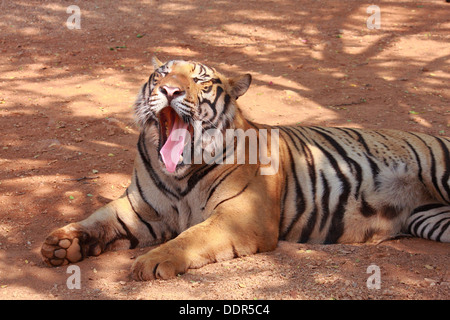 Un tiger bâillement avec position couchée Banque D'Images