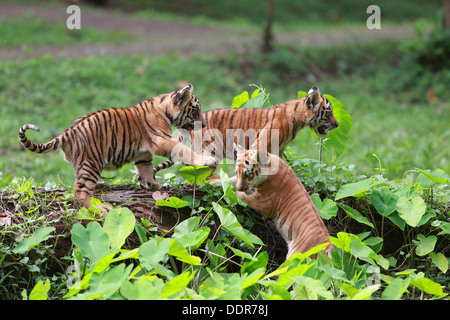 Trois tigres bébé jouant Banque D'Images