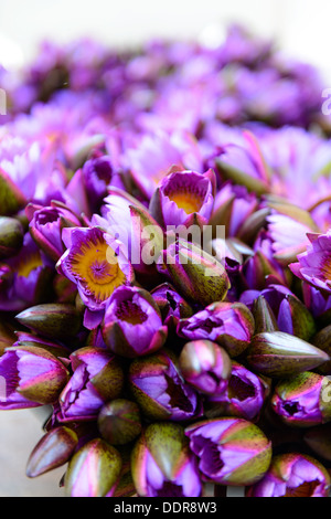 Bouquet de lotus pourpre. Close-up. Banque D'Images