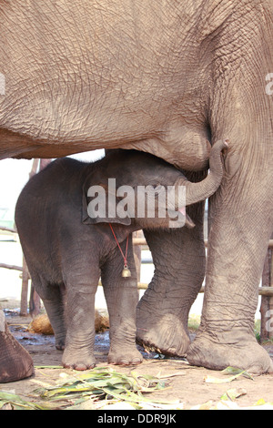 Young elephant aspirer le lait de mère Banque D'Images