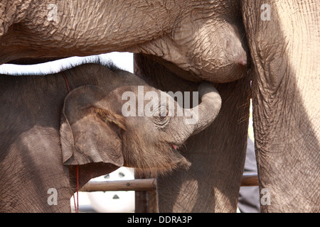 Young elephant aspirer le lait de mère Banque D'Images