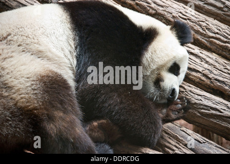 Panda géant à zoologique Zooparc de Beauval - France Banque D'Images