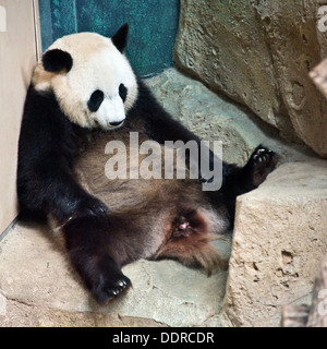 Panda géant à zoologique Zooparc de Beauval - France Banque D'Images