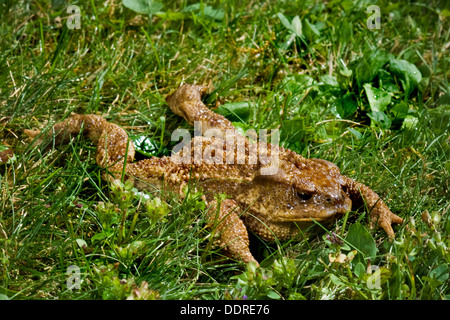 Crapaud Banque D'Images