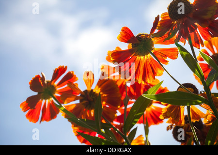 Fleurs rouge vif Helenium au soleil au-dessus de ciel nuageux Banque D'Images