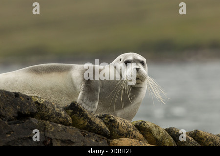 Le phoque barbu (Erignathus barbatus, Sellafirth, criez, Shetland. Moins de 20 enregistrements de ce sceau de l'Arctique au Royaume-Uni Banque D'Images