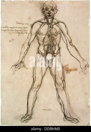 Leonardo da Vinci, 15.4.1452 - 2.5.1519, peintre et sculpteur italien, œuvres, corps humain à circulation sanguine, dessin, vers 1485 - 1490, Banque D'Images