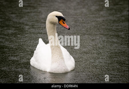 Un cygne blanc glisse le long de l'eau sur la rivière Cam Cambridge. Banque D'Images