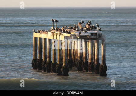 Les cormorans nicher et se percher sur un quai en Velddrif, Province de Western Cape, Afrique du Sud Banque D'Images