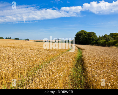 Les cultures en champs prêts pour la récolte près de Louth Lincolnshire Wolds England UK GB EU Europe Banque D'Images