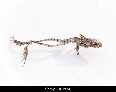 Des restes de squelettes d'une grenouille rousse, Rana temporaria, également connu sous le nom de la Grenouille commune européenne sur un fond blanc Banque D'Images