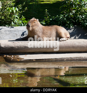 Capybara est en plein air au soleil soleil Banque D'Images