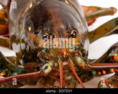 Homard vivant de macro isolé sur fond blanc Banque D'Images