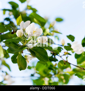 Fleurs blanches sur brindille dans spring orchard close up Banque D'Images