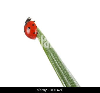 Coccinelle sur feuille verte isolée sur fond blanc Banque D'Images