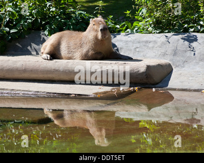 Capybara est sous le soleil en journée d'été Banque D'Images