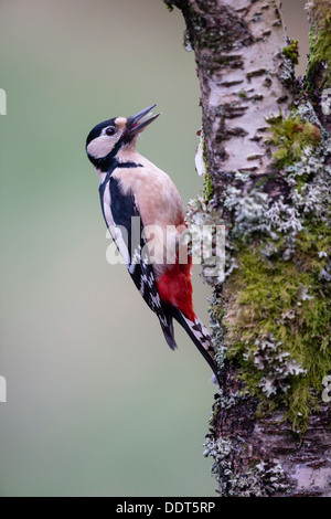 Pic perché sur un arbre couvert de mousse et de lichen Banque D'Images