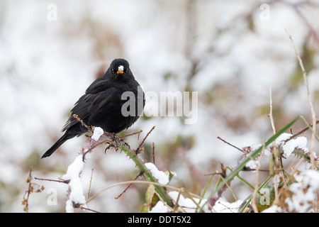 Blackbird dans la neige Banque D'Images
