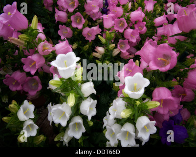 Terracotta Campanula Champion des fleurs. Banque D'Images