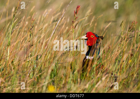 Pheasant se cachant dans les longues herbes d'un pré de fleurs sauvages Banque D'Images