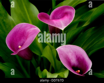 Close up of Calla Lily. Oregon Banque D'Images