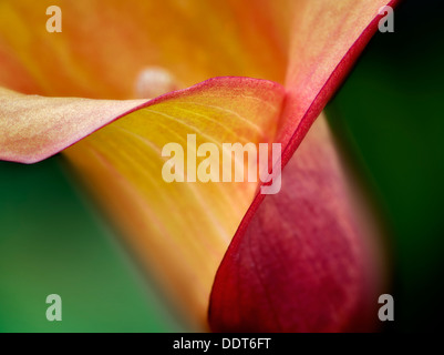 Close up of Calla Lily. Oregon Banque D'Images