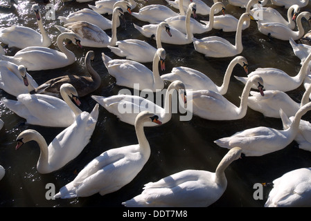 Les cygnes tuberculés sur la rivière Severn, Worcester, Worcestershire, Angleterre, RU Banque D'Images