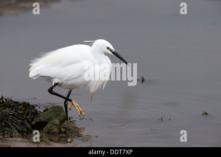 L'aigrette garzette se nourrir dans la boue du port Banque D'Images