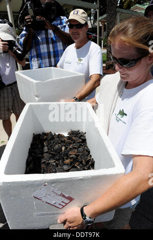 Melanie Stadler du Gumbo Limbo Nature Center est titulaire d'une glacière remplie de nouveau-nés de tortues de mer au Silver Palms voile alors qu'elles se préparent à libérer bébé nouveau-nés de tortues de mer dans l'océan le 5 septembre 2013 au large de Boca Raton, FL. Plus de 500 nouveau-nés de tortues de mer ont été libérés à la main doucement sur les lits de la mer au large où les tortues ont une meilleure chance de survivre. Banque D'Images