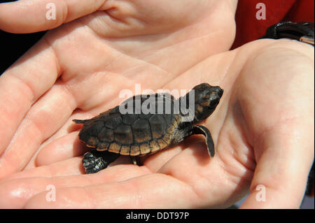 Un bébé tortue de mer s'effectue à l'eau par un biologiste de l'Gumbo Limbo Nature Center quelques instants avant d'être relâché dans l'océan le 5 septembre 2013 au large de Boca Raton, FL. Plus de 500 nouveau-nés de tortues de mer ont été libérés à la main doucement sur les lits de la mer au large où les tortues ont une meilleure chance de survivre. Banque D'Images