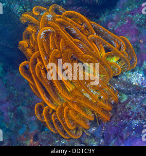 Crinoïde featherstar jaune fluorescent attaché à violet luminescent corail. Puerto Galera, Philippines. Banque D'Images