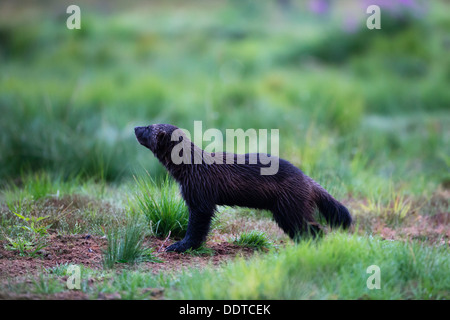 Wolverine dans une forêt boréale Banque D'Images