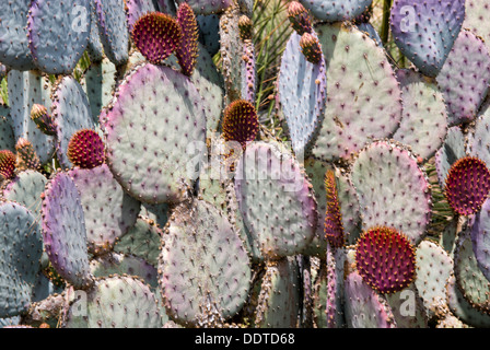 Cactus Opuntia, gosseliniana c. Santa Rita, Violet Cactus Gardens, Huntington Library, San Marino, Californie, USA Banque D'Images