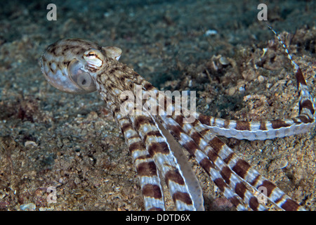 Imiter le poulpe, Thaumoctopu mimicus s'échappe par propulsion. Puerto Galera, Philippines. Banque D'Images