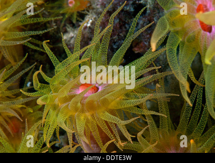 Coupe l'alimentation des coraux pierreux de nuit, avec des polypes jaune raide balayée par le courant, à Puerto Galera, Philippines. Banque D'Images