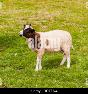 Jacob un mouton à Hazel front ferme dans le village de ligne de basse Swaledale , North Yorkshire, Angleterre, Grande-Bretagne, Royaume-Uni Banque D'Images