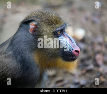 Mandrill (Mandrillus sphinx) portrait Banque D'Images