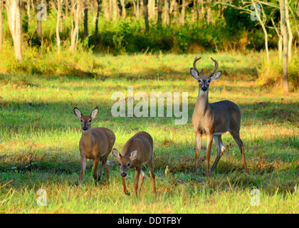 Buck Cerf debout dans un champ de deux faons. Banque D'Images