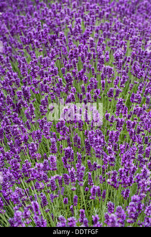 Lavandula angustifolia 'Hidcote'. Lit de lavande au bord d'un jardin potager. Banque D'Images