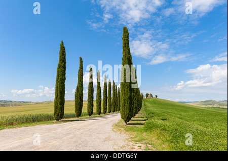 Cyprès le long du chemin en Toscane Banque D'Images