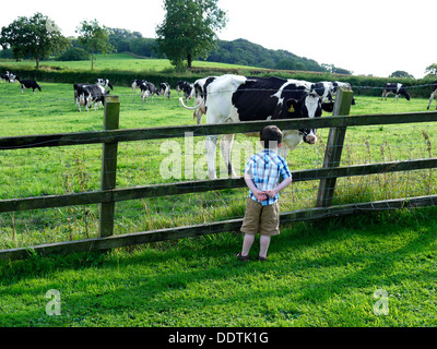 Un enfant regardant une vache mange de l'herbe à travers une clôture en bois Banque D'Images