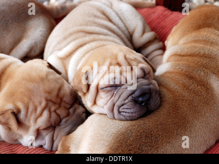 Siesta de sharpei puppys datant d'un mois Banque D'Images