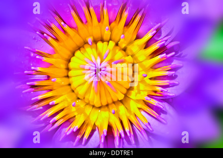 Fleur de Lotus avec pollens gros plan Banque D'Images
