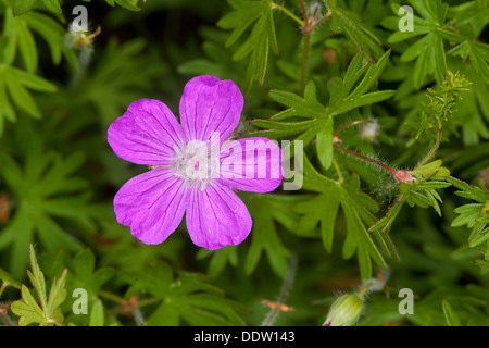 Géranium sanguin, bloody géranium, Blutroter-Storchschnabel Blut-Storchschnabel, Blutroter, Storchschnabel Geranium sanguineum, Banque D'Images