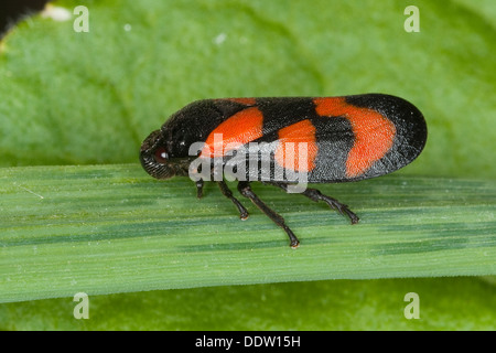 Noir et rouge, cigale, froghopper , Blutzikade Blut-Zikade, cigales, Cercopis vulnerata Zikade,,,, Cicadina Zikaden Banque D'Images