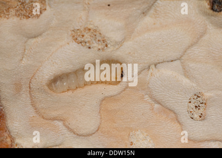 Violet tanbark beetle, larve, Blauvioletter Scheibenbock, larves, Veilchenbock Scheibenbock, Blauer, larve, Callidium violaceum Banque D'Images