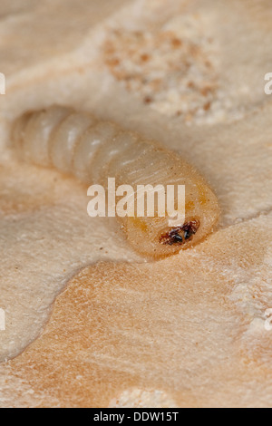 Violet tanbark beetle, larve, Blauvioletter Scheibenbock, larves, Veilchenbock Scheibenbock, Blauer, larve, Callidium violaceum Banque D'Images